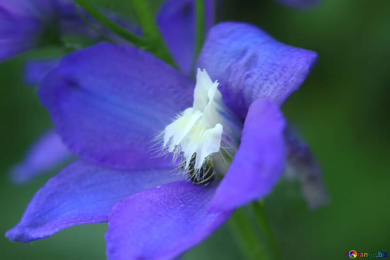 Eine lila und magentafarbene Blume №54416