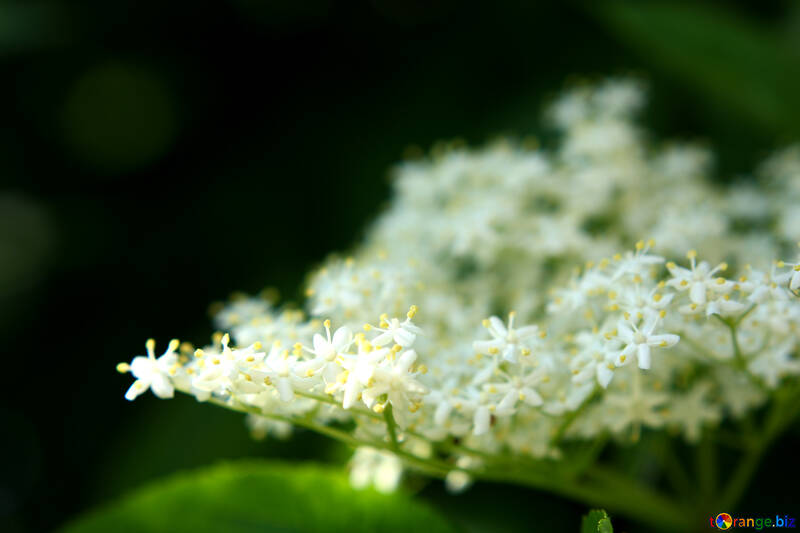 Piccoli fiori bianchi №54420