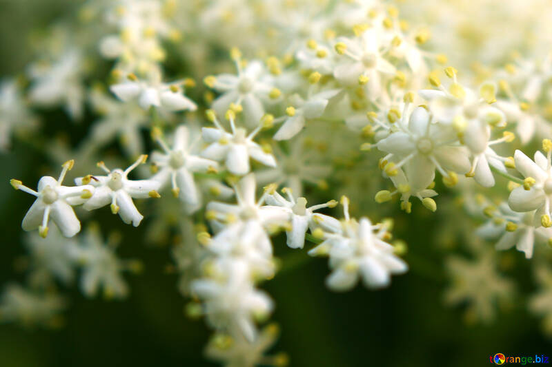 Flores brancas de cinco pétalas №54417
