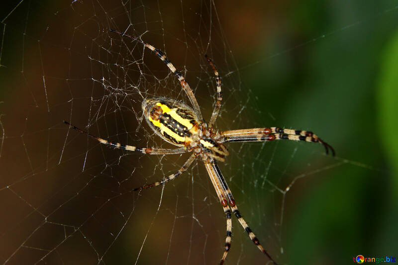 Große gestreifte Spinne №54141