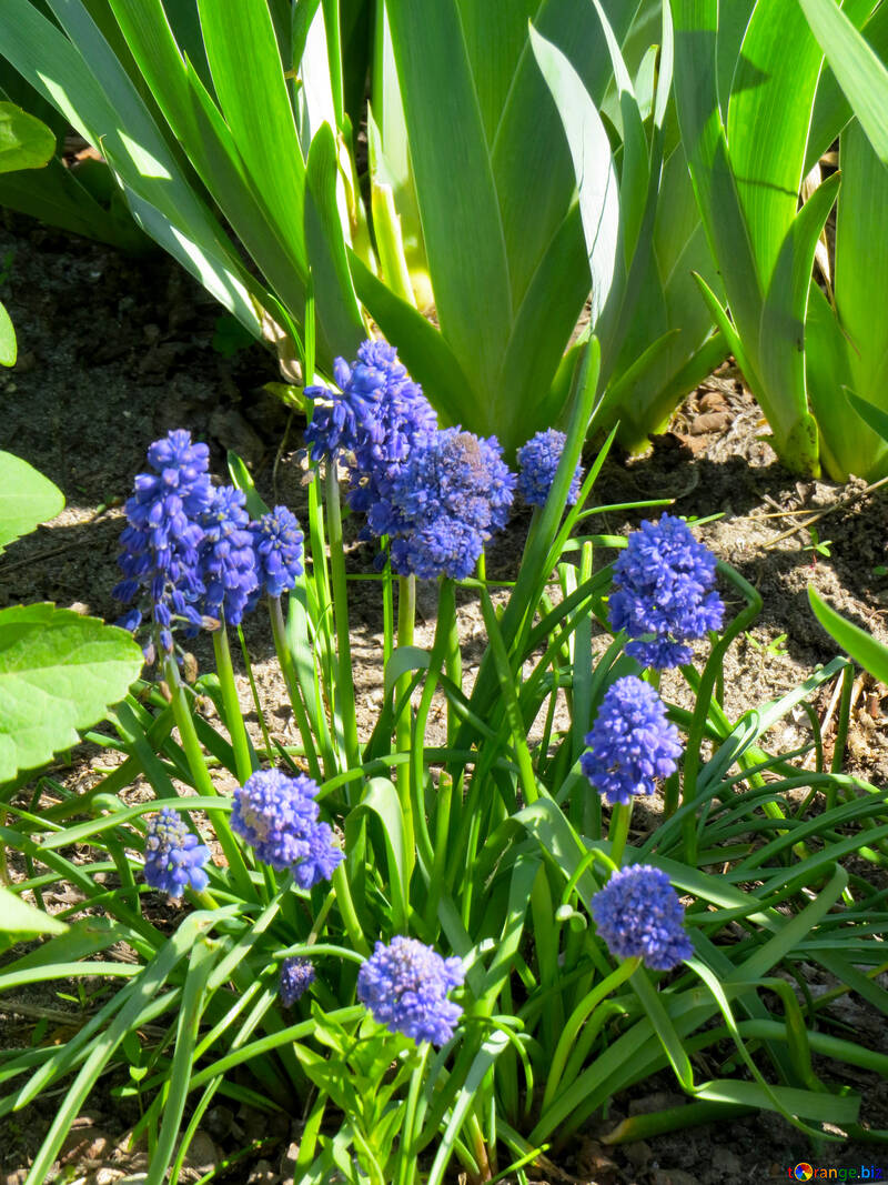 Fiori blu fuori nell`erba №54154