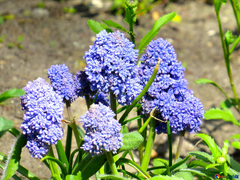 Flor morada plantas azules №54156