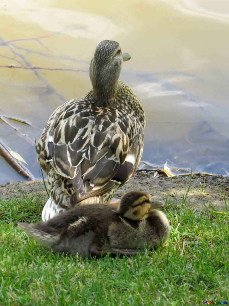 Mère et bébé canard au bord de l`eau deux canards canetons №54279