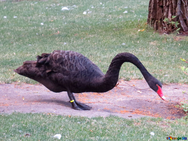 One black swan №54205