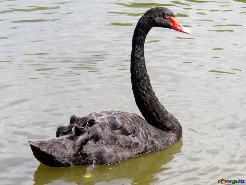 black swan №54339