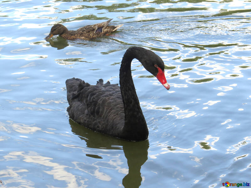 Black Swan №54375