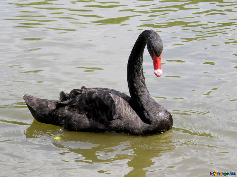 black swan pond water №54340