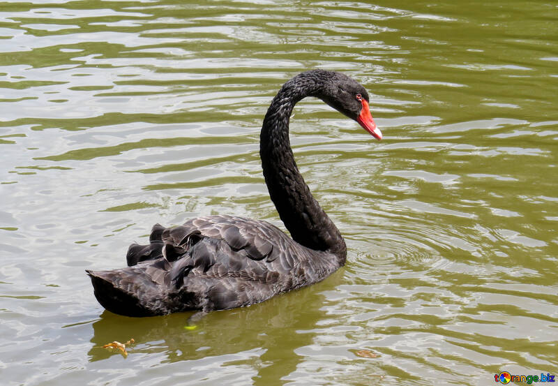 Un cisne negro en el agua de un río. №54341