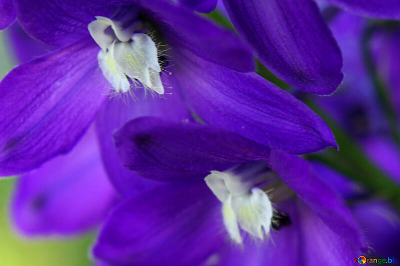 Eine lila Blume auf einer Pflanze kleine Wildblume blühende Pflanze Blütenblatt Glockenblume Familie Makrofotografie №54415