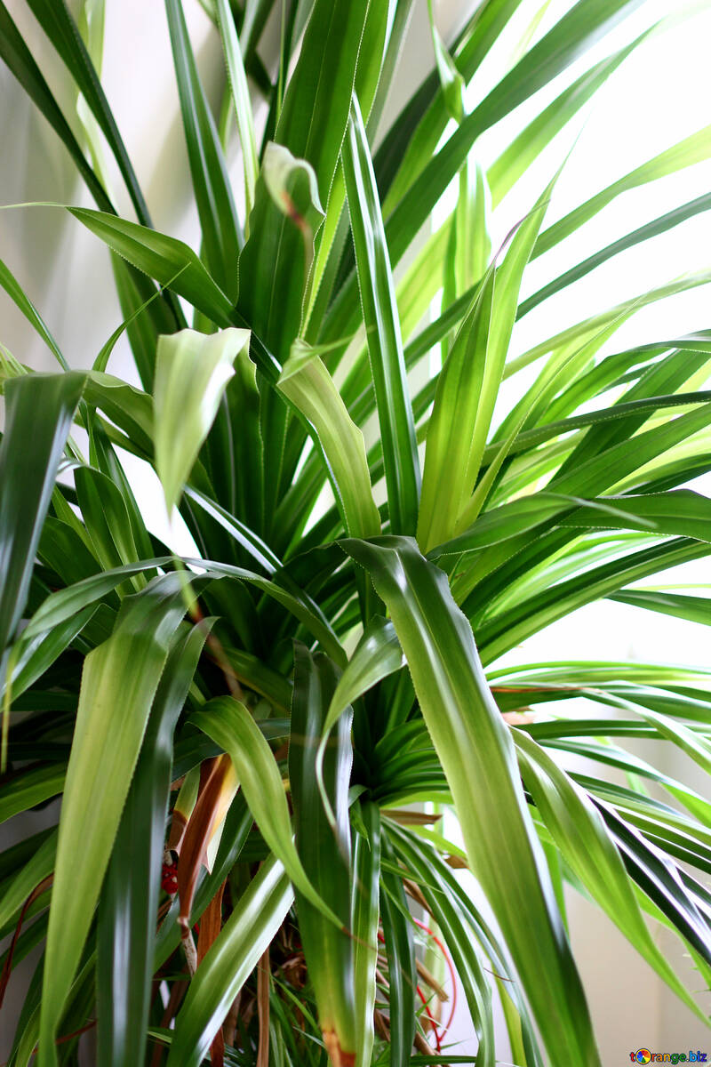 A plant with green leaves tropical Plant №54632