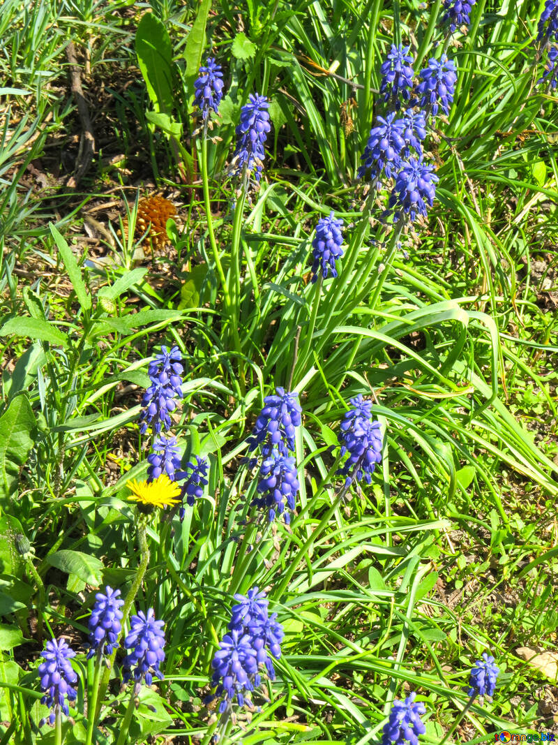 Flores de color púrpura en la hierba №54152