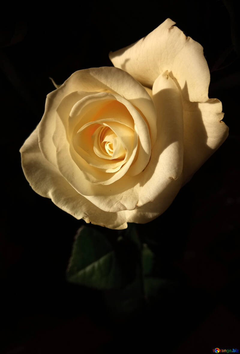 beautiful rose photo №54881