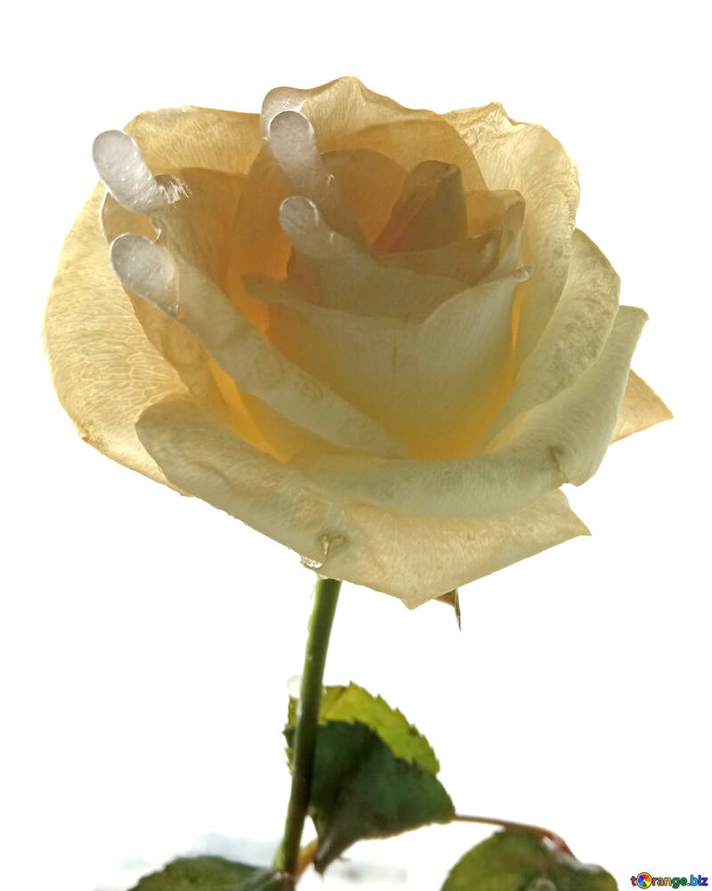 Frozen rose flower №54885