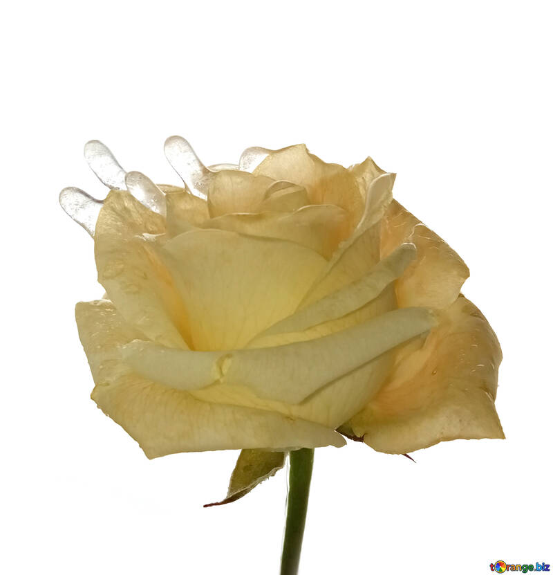 Hielo de flor de rosa blanca de invierno №54886