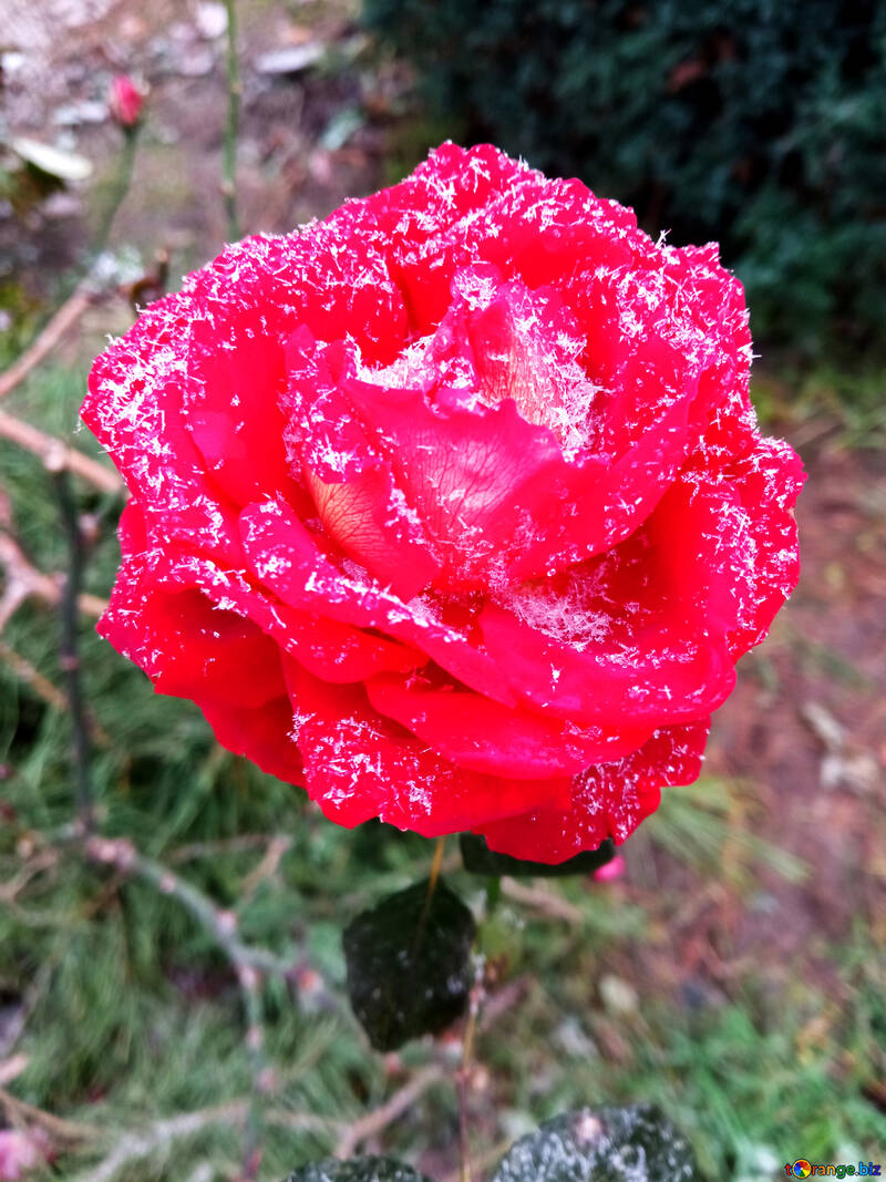 Fleur rose couverte de flocons de neige №54876