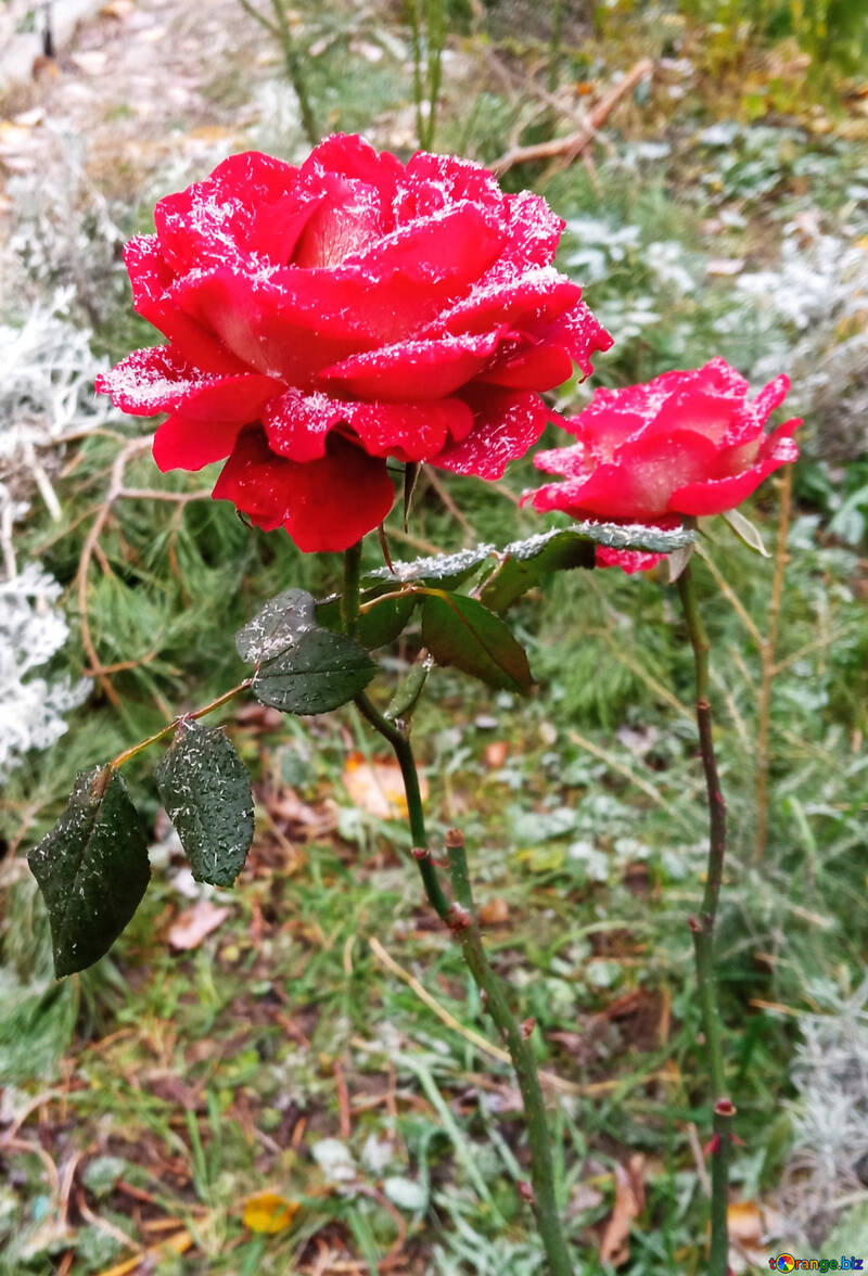 Fleur rose avec saupoudrage de neige légère №54877