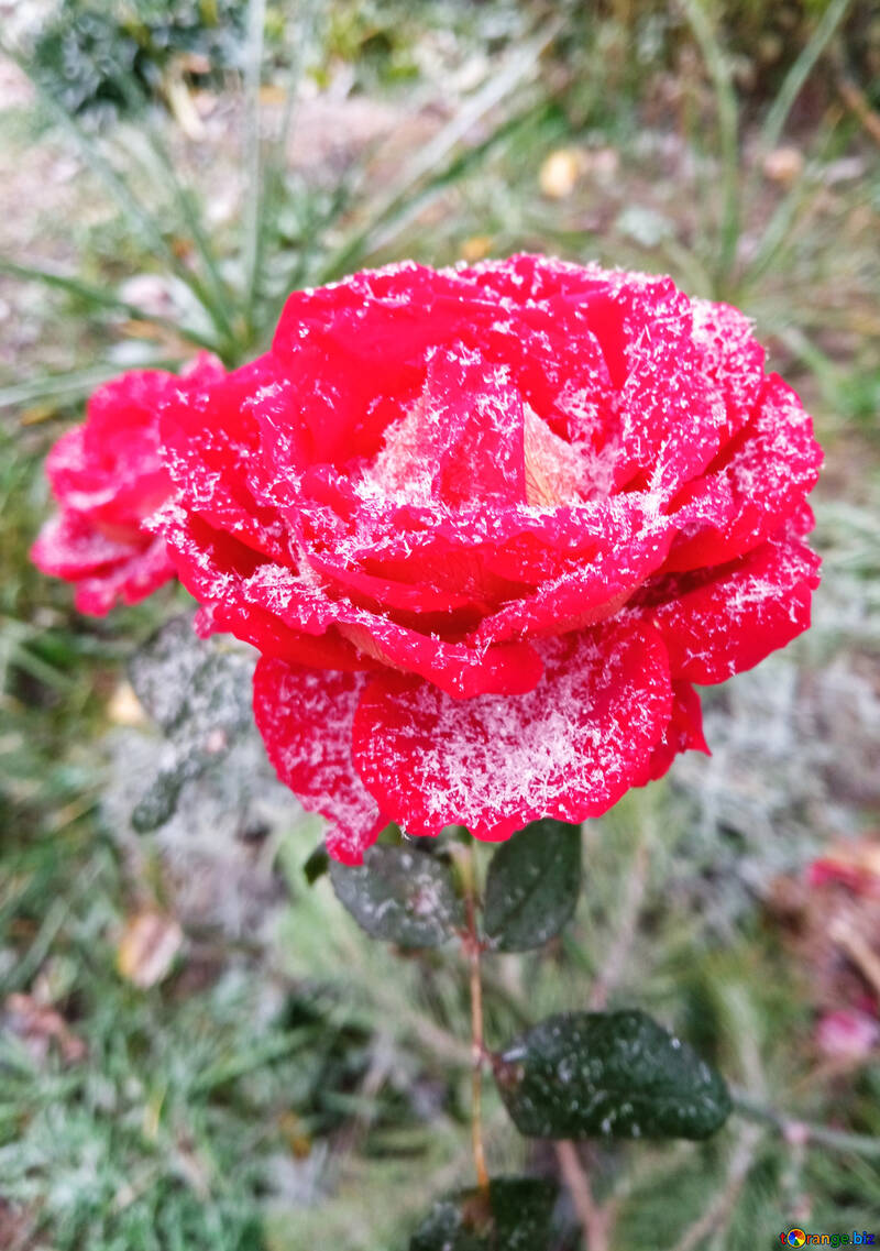 Снігова троянда зимова квітка №54875
