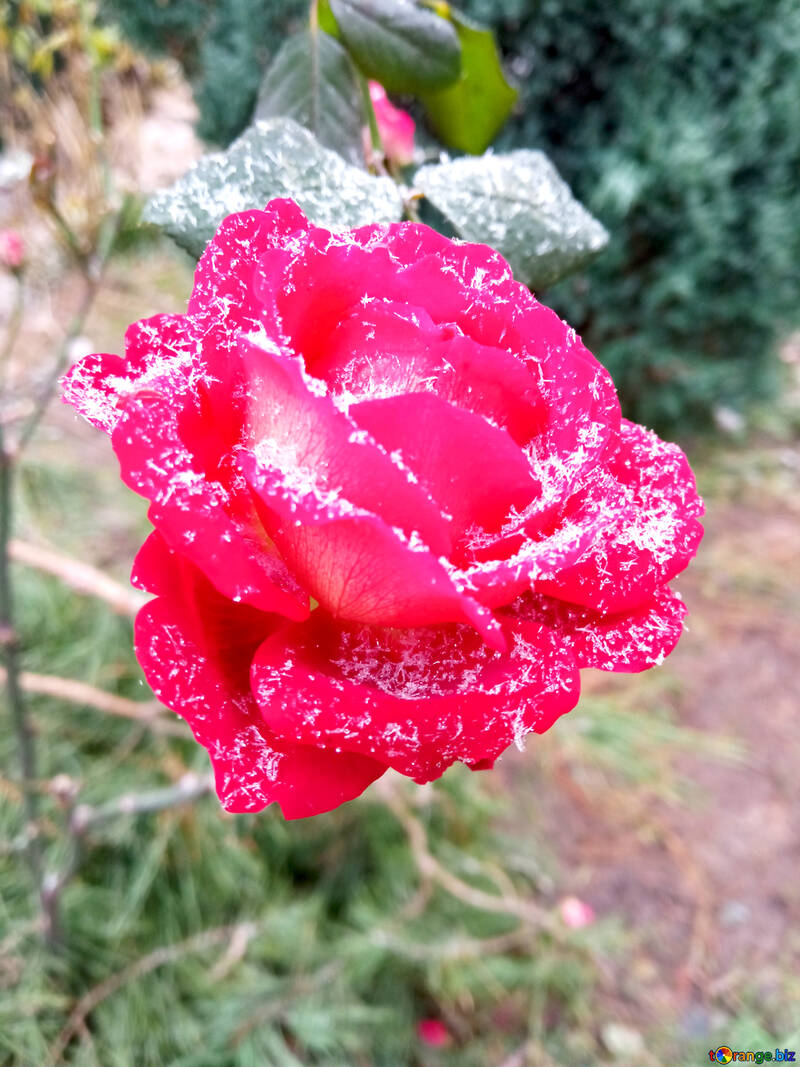 winter rose flower background №54878