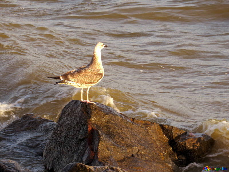 seagull sea bird №54431