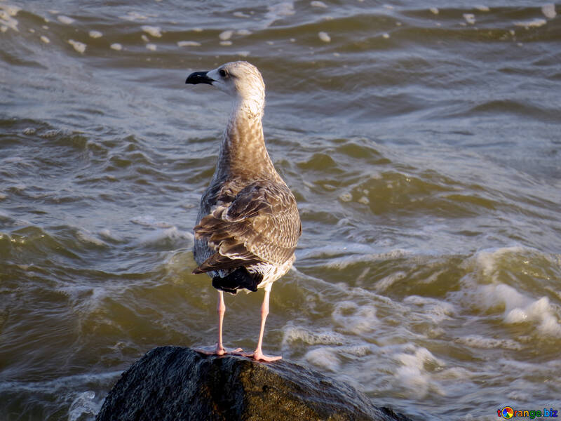 Un pájaro sobre una roca junto al mar gaviota №54439