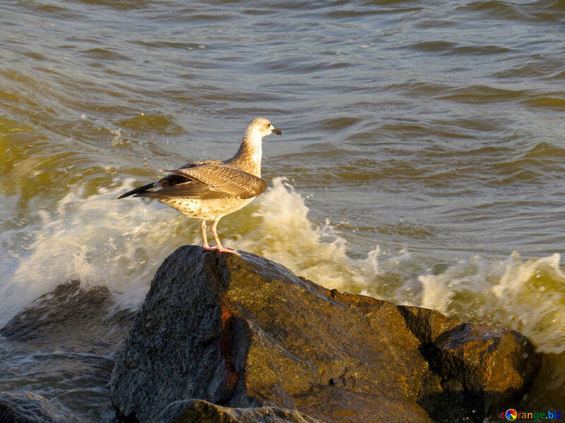 Seagull standing on a rock by the sea bird №54429