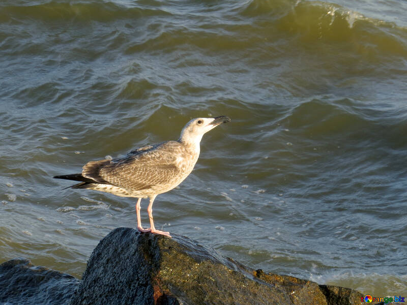 Pássaro animal oceano em pé na praia №54426