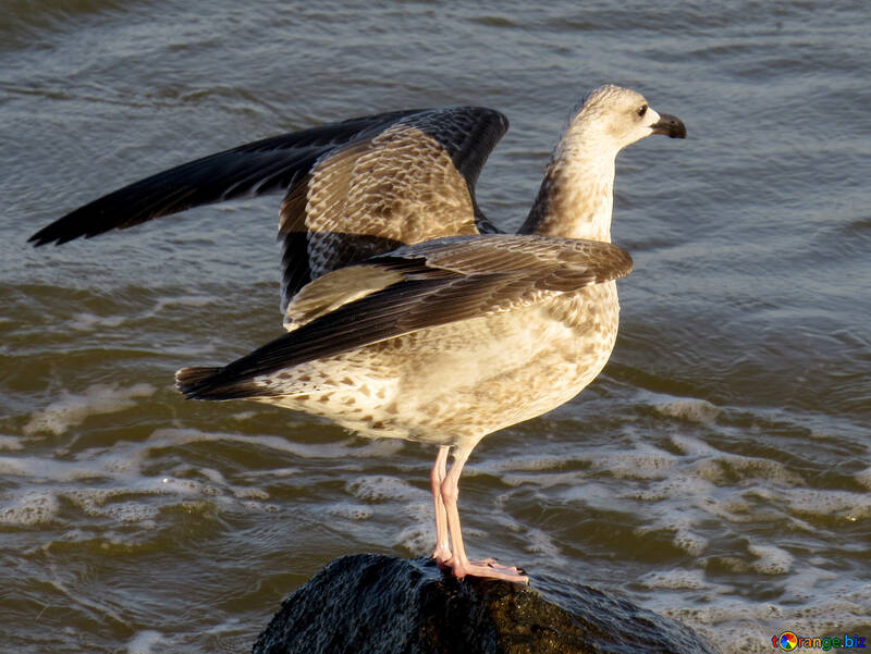 Pájaro sobre roca por agua gaviota №54447