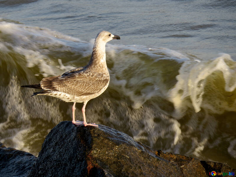 Pájaro sobre una piedra en el mar №54444