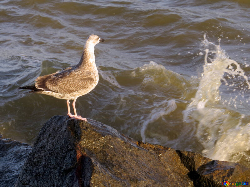 Un uccello gabbiano in piedi sull`acqua di roccia №54423
