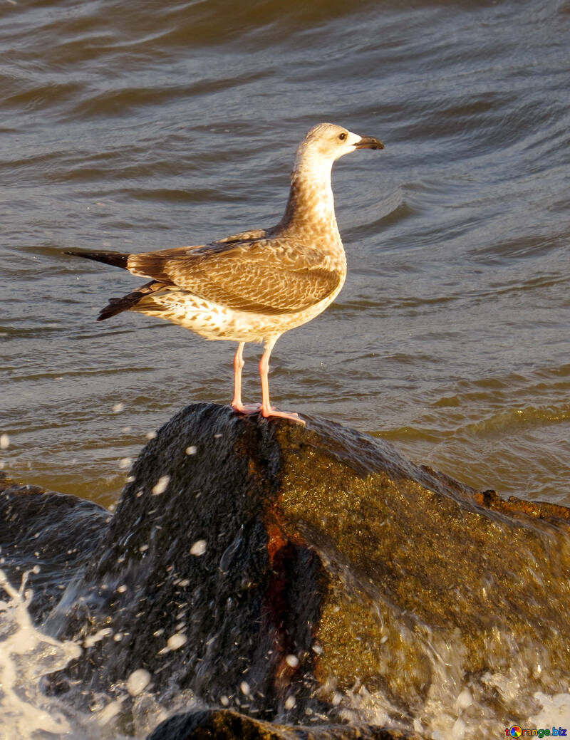 Algum tipo de pássaro perto de um corpo de água Gaivota №54430