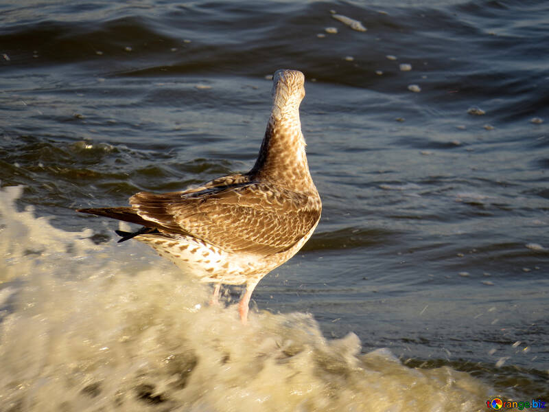 Un merveilleux oiseau animal océan eau sans voix nature №54434