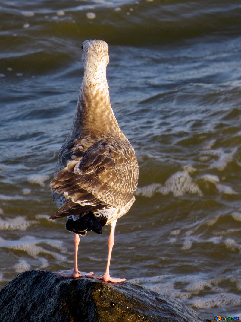 Wonderful bird seagull standing on water №54438