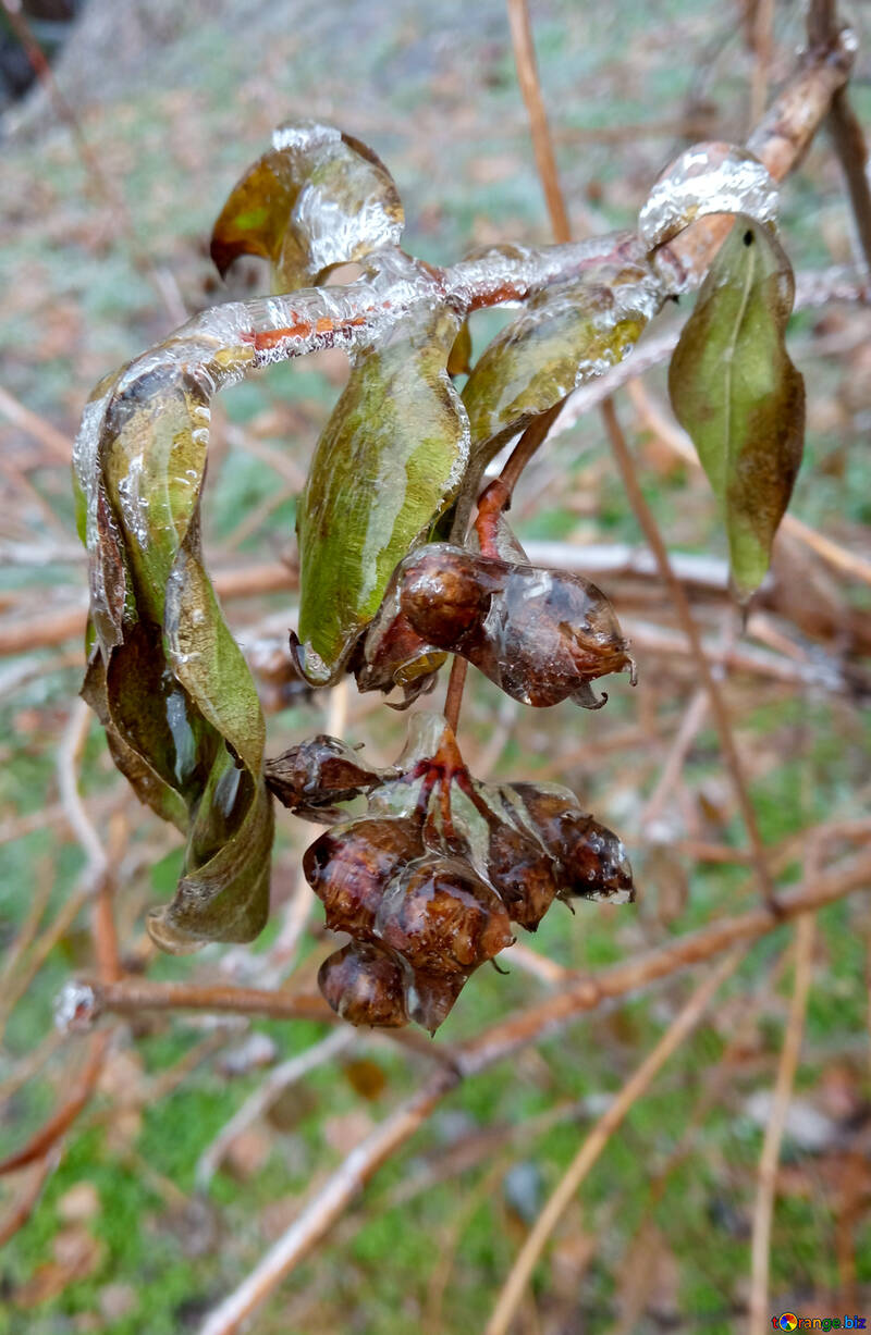 Leaves in ice №54884