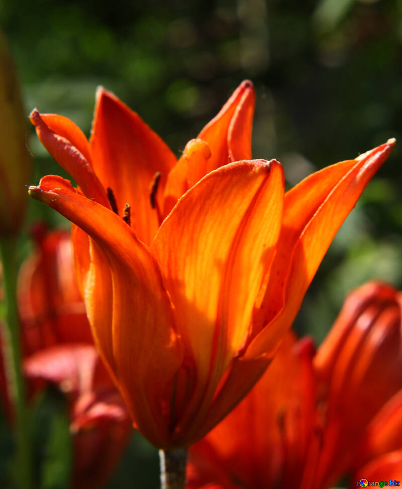 Flor de tulipa vermelha alaranjada em flor №54407