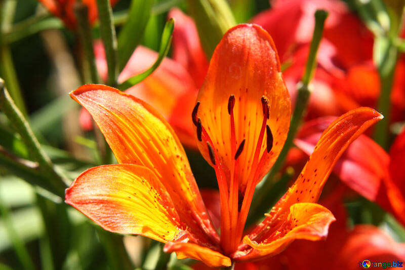 Rote orange Blume schön №54411