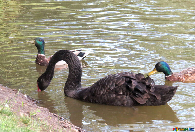 Cisne y 2 patos en el agua №54288