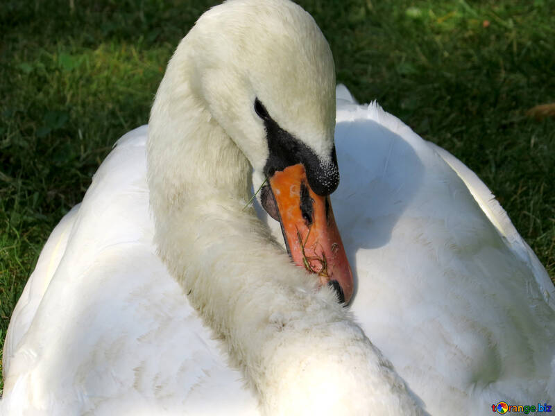 A close up of a swan next to a bird sleeping №54277