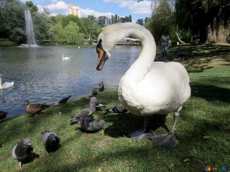 A swan and baby swans №54374