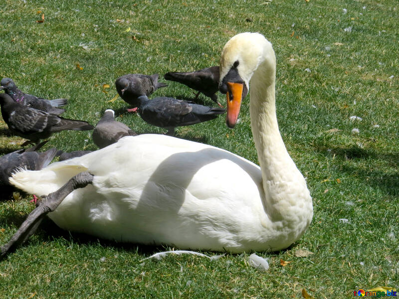 Mother swan with her baby swans. №54323
