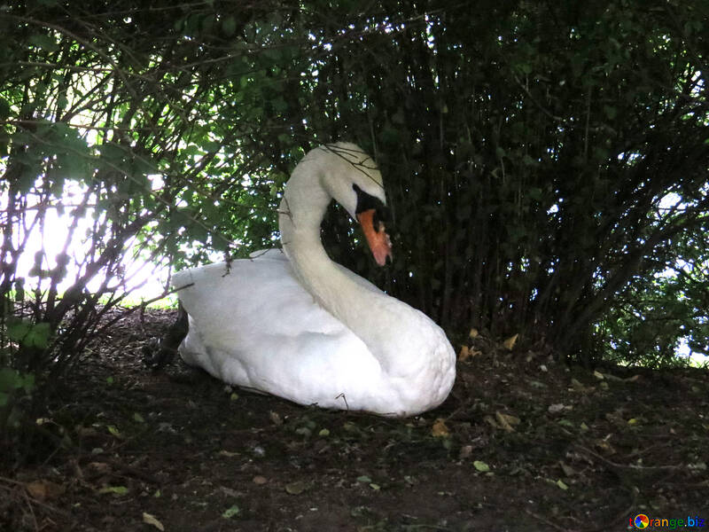 Swan sotto l`albero №54297