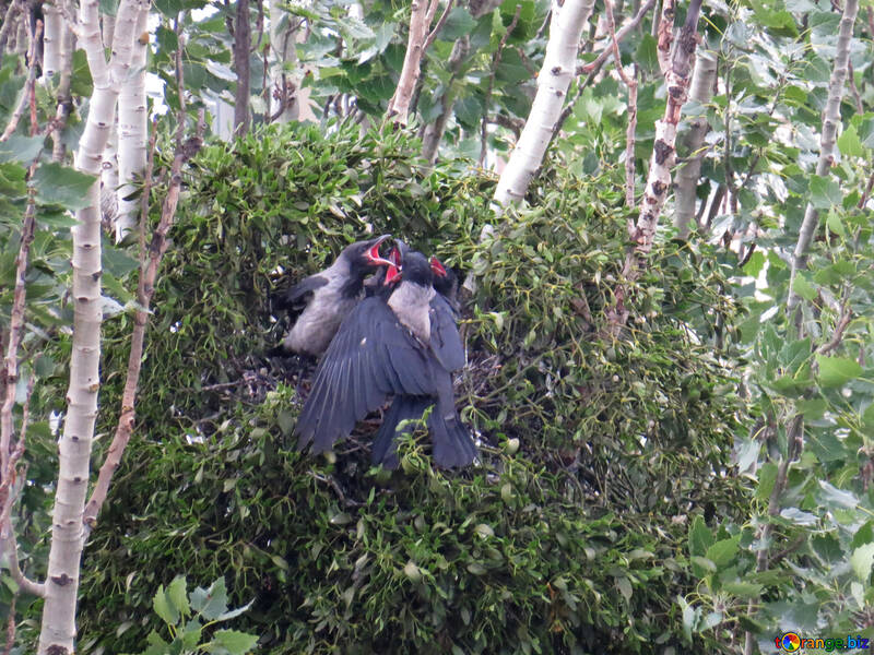 Tre corvi stanno combattendo nel nido №54990