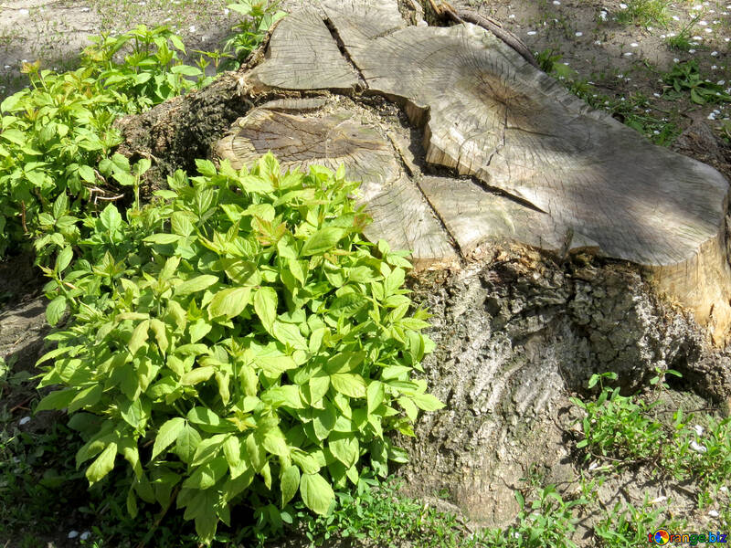 Hojas verdes en un tronco de tocón de árbol arbusto №54157