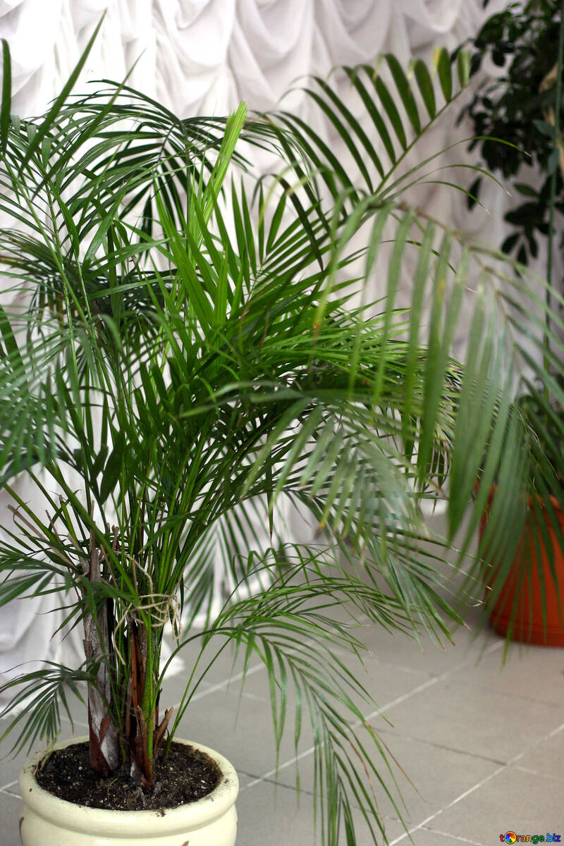 A green potted plant in top palm Nice  Nature №54034