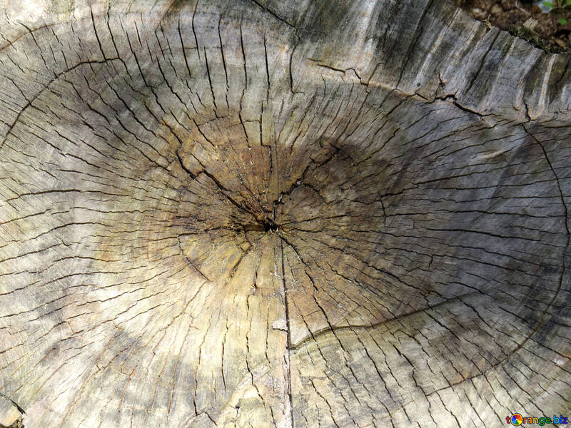 A close up of a tree trunk wood texture natural material tree stump woody plant №54160
