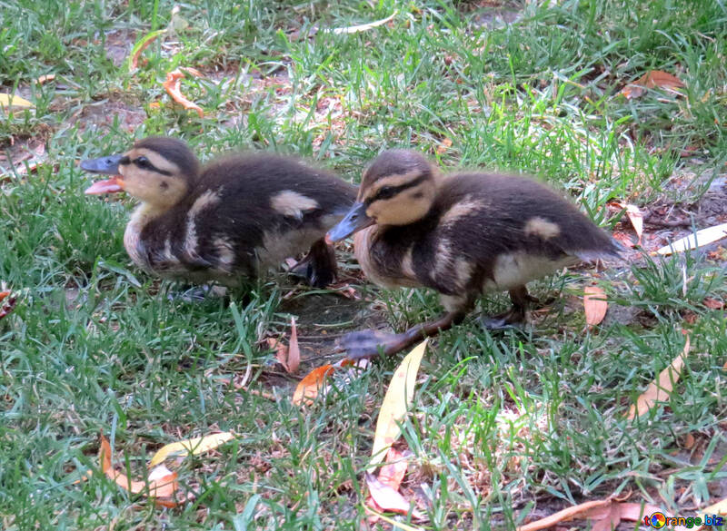 zwei ducks ducklings №54310
