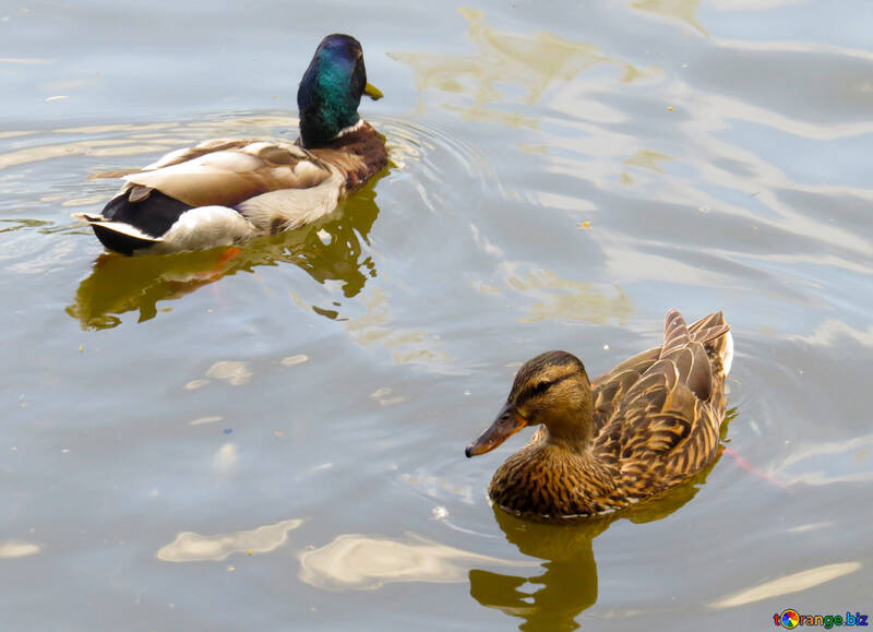 Дві качки, купання в озері на воді №54296