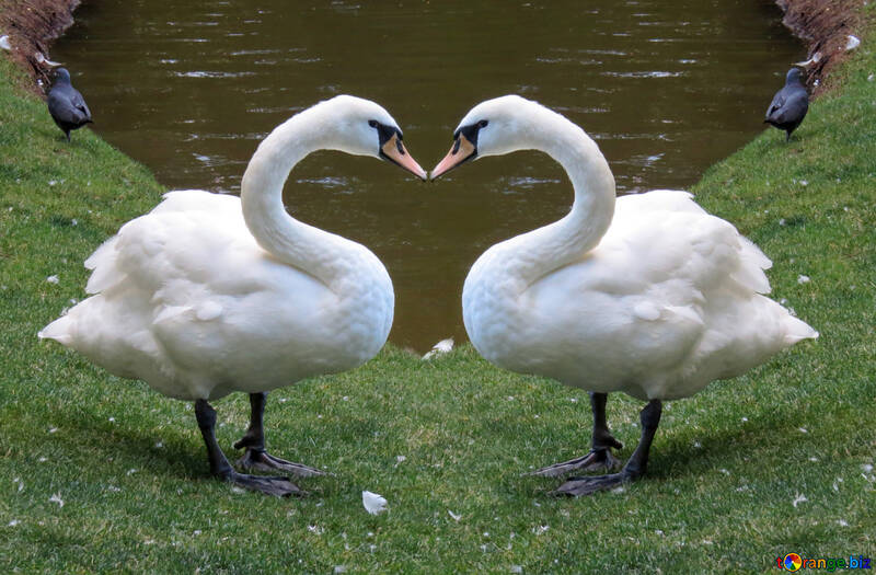 Kissing swans love Heart №54299