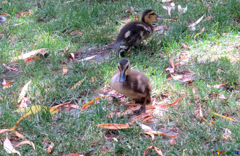 there is 2 little ducklings №54313