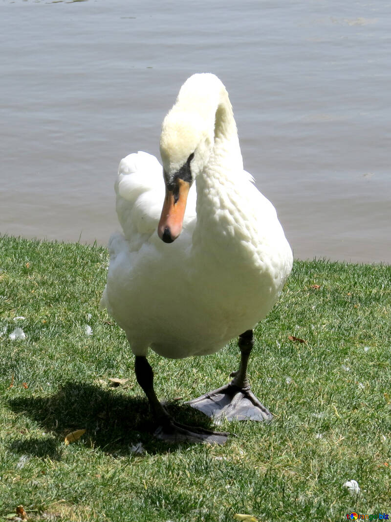 Water bird swan goin №54320