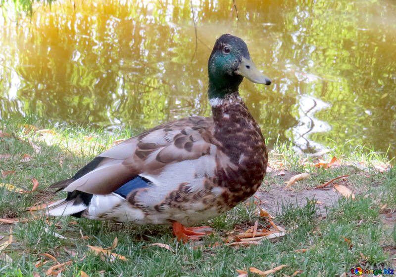 duck with green head №54308
